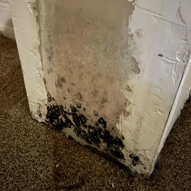Professional Mold Removal in Foothill Ranch, CA